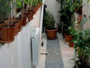 Зимна градина в апартамента: условия и характеристики на споразумението