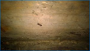 Как да се отървем от мравки в дървена къща?