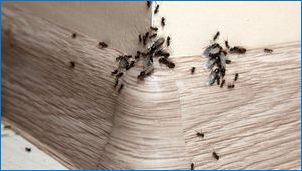 Как да се отървем от мравки в дървена къща?