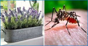 Какви растения плашат комарите?