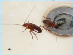 Какви са хлебарки и как да се отървете от тях?