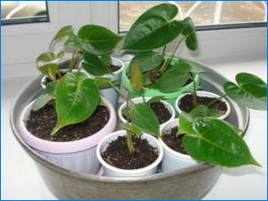 Anthurium: Размножаване и грижа у дома