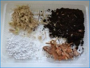Anthurium: Размножаване и грижа у дома