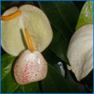 Антуриум с бели цветя: разновидности и особености