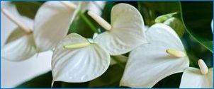 Антуриум с бели цветя: разновидности и особености