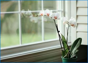 Бял нападател на орхидеи: Какво е това и какво да се лекува?