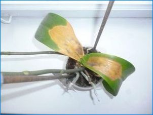 Какво ще стане, ако орхидекът оплаква всички листа?
