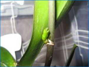 Цитокинин паста за орхидеи: характеристики, условия за ползване и съхранение