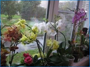 Цитокинин паста за орхидеи: характеристики, условия за ползване и съхранение