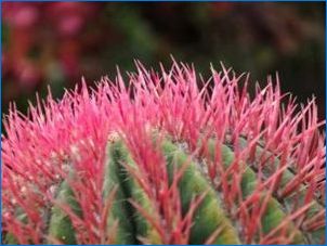 Цветни кактуси: сортове, съвети за отглеждане и грижи