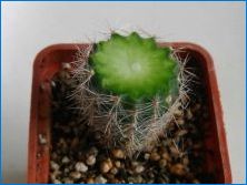 Цветни кактуси: сортове, съвети за отглеждане и грижи
