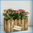 Дървени чекмеджета за цветя: оригинални идеи за дома