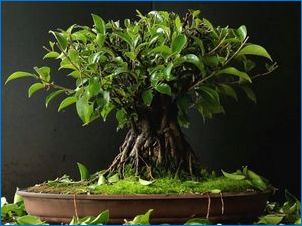 Ficus Microcharp: описание, възпроизвеждане и грижи