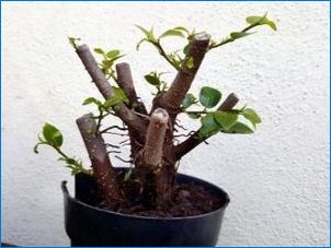 Ficus Microcharp: описание, възпроизвеждане и грижи