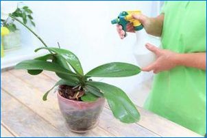 Как да се справим с инструмента на орхидеи у дома?