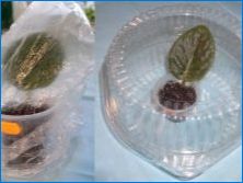 Как е възпроизвеждането на виолетово (Soneipoly) от листа?