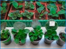 Как е възпроизвеждането на виолетово (Soneipoly) от листа?
