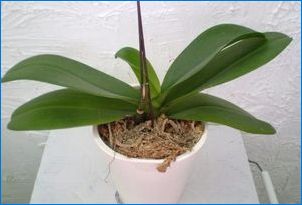 Как да разпространяваме орхидея у дома?