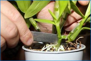 Как да разпространяваме орхидея у дома?