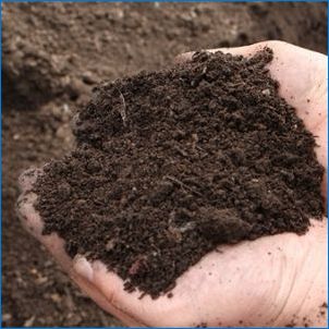 Как да изберем почвата за алое?
