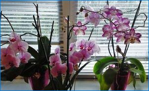 Как да растат орхидея от семена?
