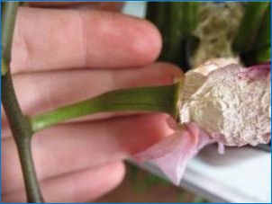 Как да растат орхидея от семена?