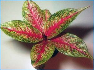 Вътрешни цветя с червени листа
