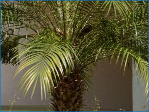 Вътрешни палмови дървета: сортове и правила за грижа