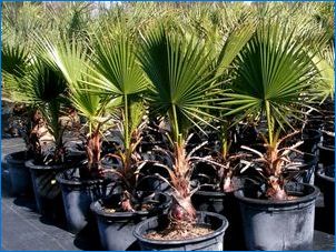 Вътрешни палмови дървета: сортове и правила за грижа