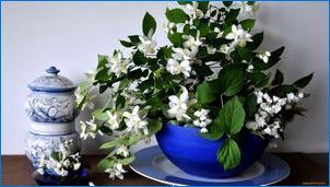 Вътрешни растения с бели цветя