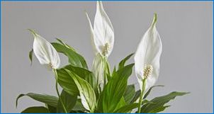 Вътрешни растения с бели цветя
