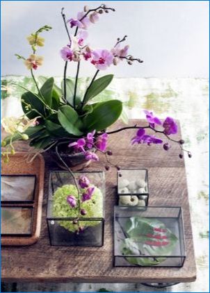 Orchid композиции в интериора