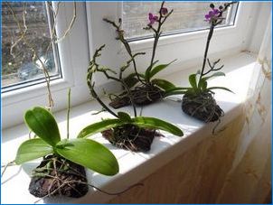 Кора за орхидеи: Как да се подготвим и използвате?