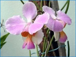 Royal Orchids: местообитания, видове и отглеждане