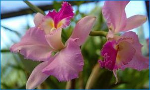 Royal Orchids: местообитания, видове и отглеждане