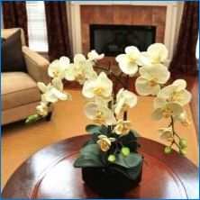 Къде по-добре да поставите орхидея в апартамента?