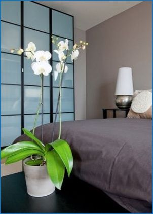 Къде по-добре да поставите орхидея в апартамента?