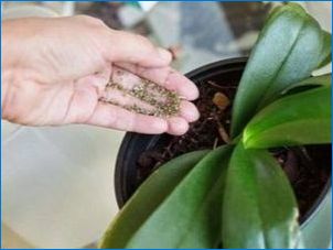 Лепкави капки на орхидеи листа: какво да правя?
