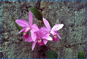 Възможно ли е да отрежете корените на орхидеите, които излязоха от пота и как да го направите?