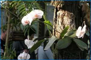 Възможно ли е да отрежете корените на орхидеите, които излязоха от пота и как да го направите?