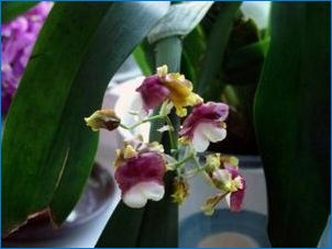 На орхидея се появи кърлеж: Причини и начини за решаване на проблема