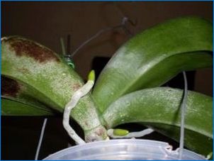На орхидея се появи кърлеж: Причини и начини за решаване на проблема