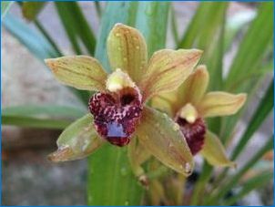 Orchids от Виетнам: Характеристики и грижи