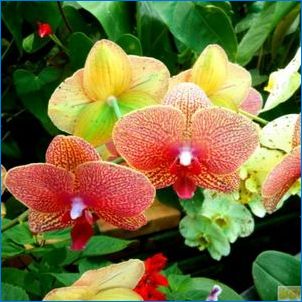 Orchids от Виетнам: Характеристики и грижи