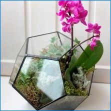 Орхидея в колбата: характеристики и правила за отглеждане