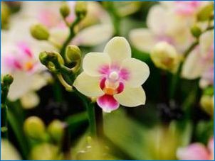 Орхидея в колбата: характеристики и правила за отглеждане
