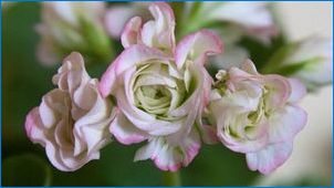 Pelargonia Appleblossom: Описание на сортовете и отглеждането