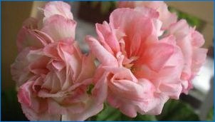 Pelargonia Appleblossom: Описание на сортовете и отглеждането