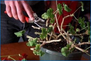 Pelargonium Elnaryds: описание и отглеждане