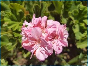 Pelargonium Elnaryds: описание и отглеждане